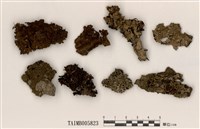 藏品(緣毛梅衣屬)的圖片